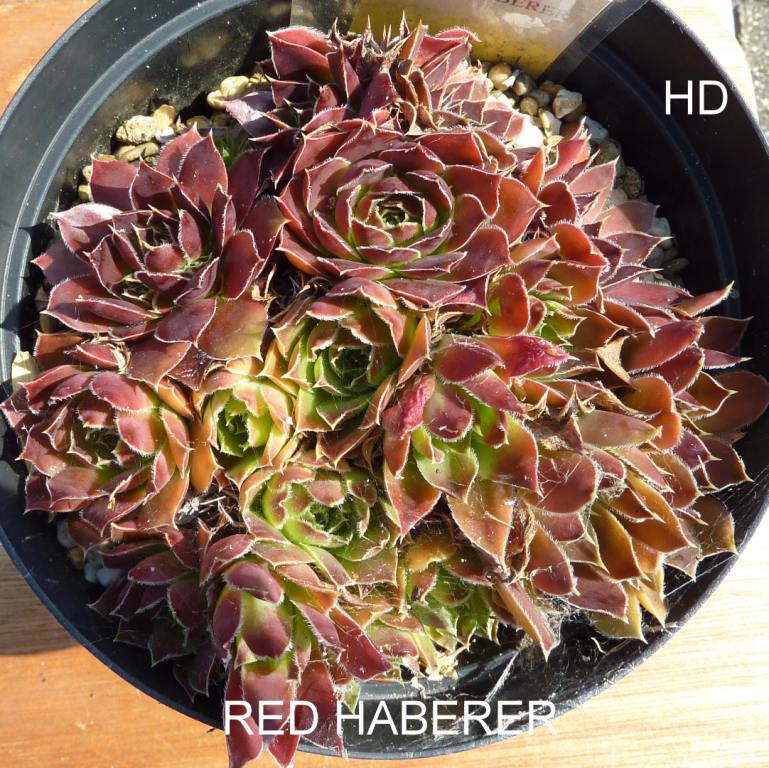 Red Haberer / Jovi