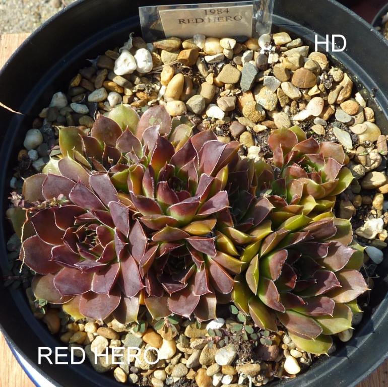 Red Hero / Jovi