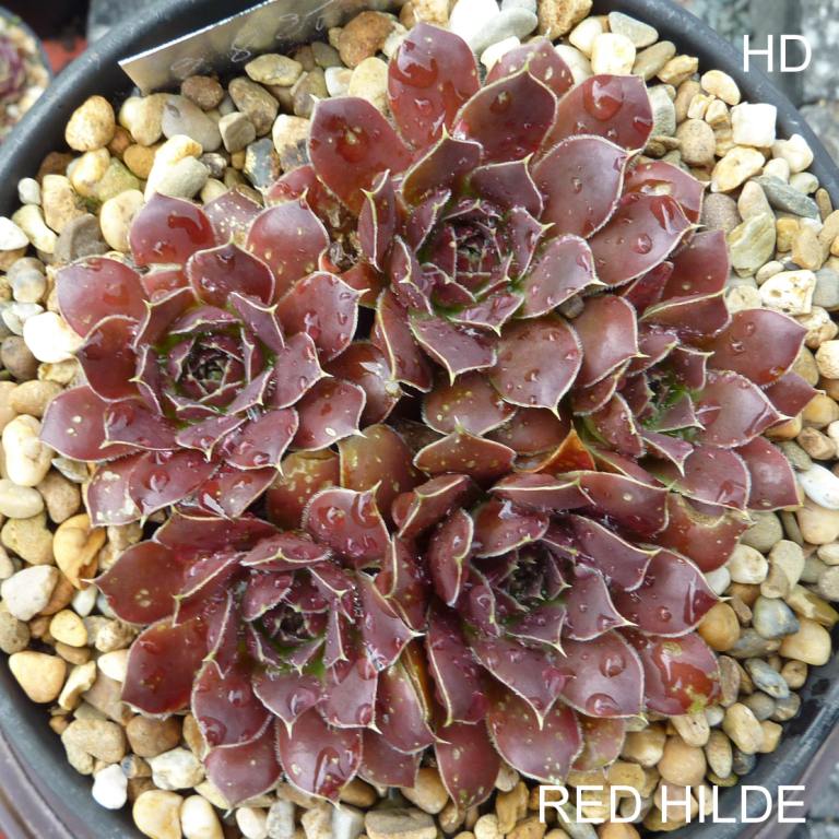 Red Hilde / Jovi