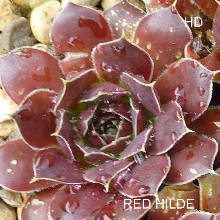 Red Hilde / Jovi