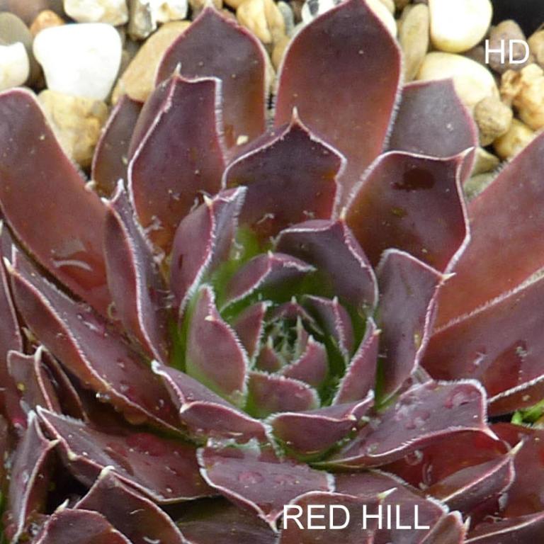 Red Hill / Jovi