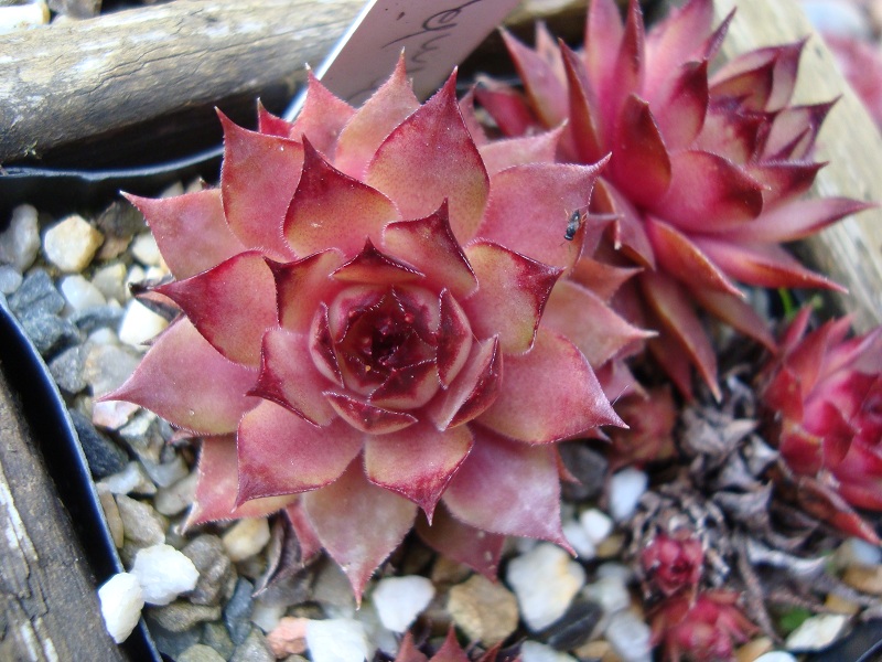 Red Pink
