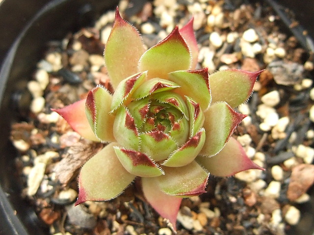 Red Pink
