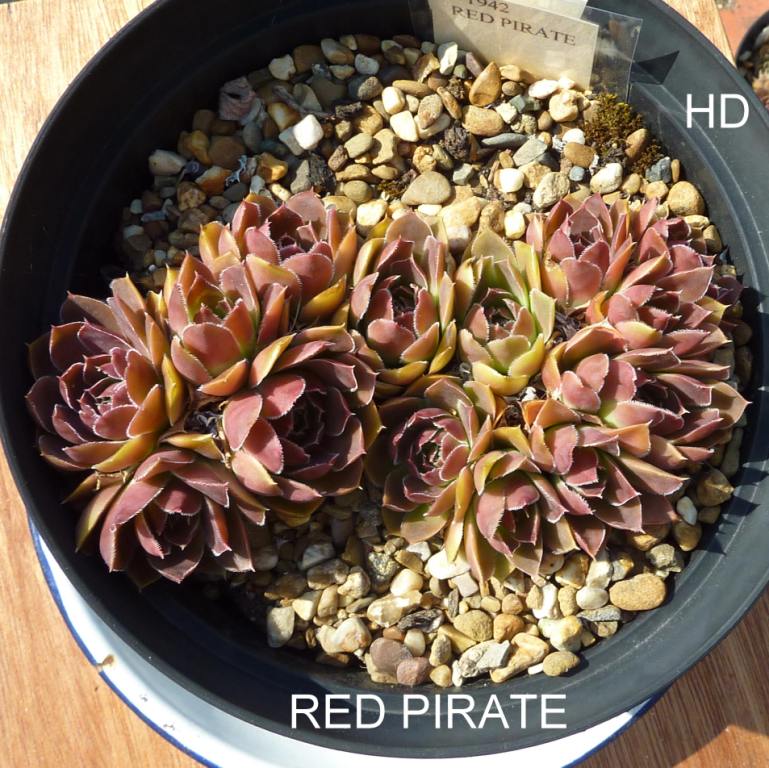 Red Pirate / Jovi