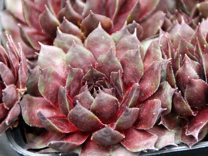 Red Planet
