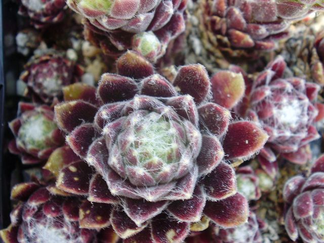 Red Pluche