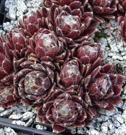 Red Pluche