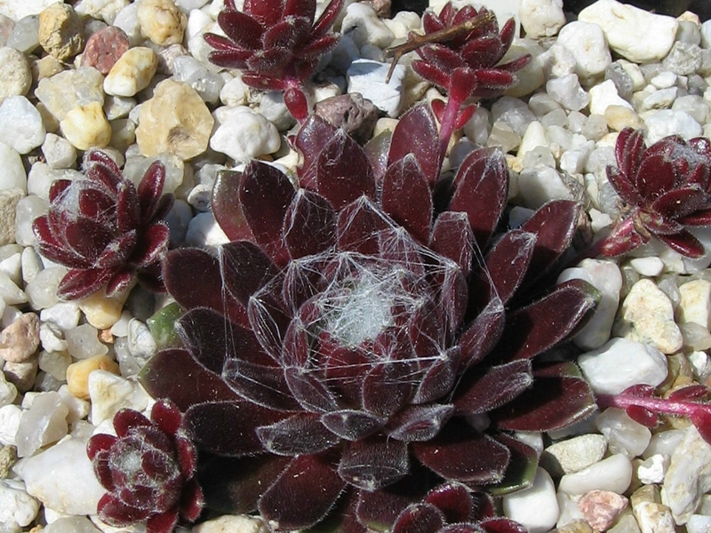 Red Pluche