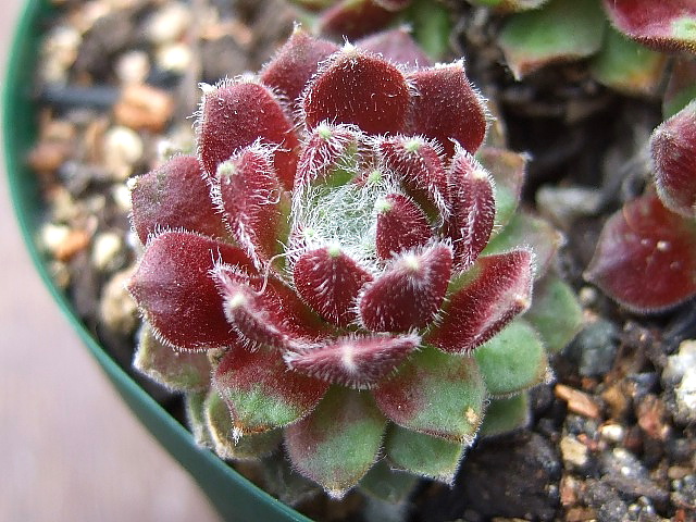 Red Pluche