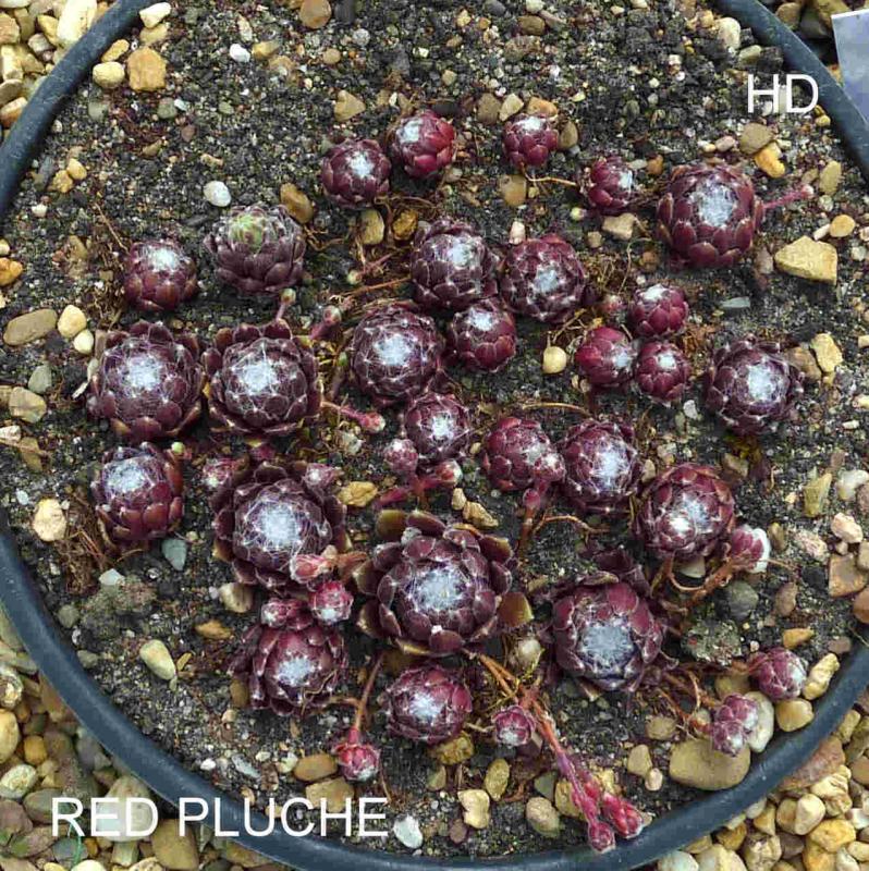 Red Pluche