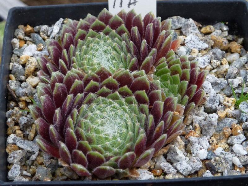 Red Pluche