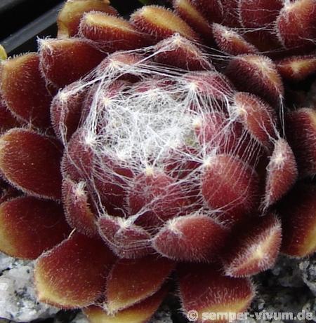 Red Pluche