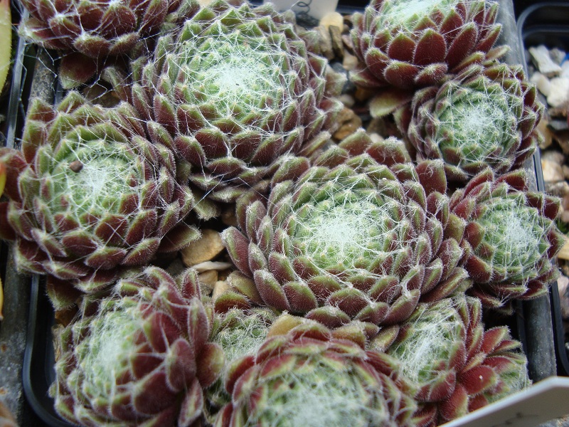 Red Pluche