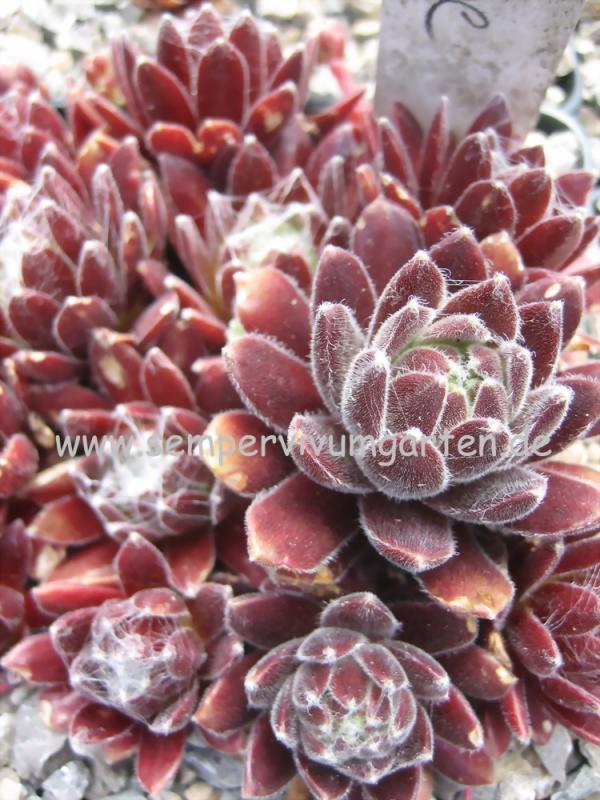 Red Pluche
