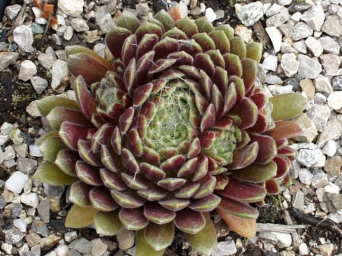 Red Pluche