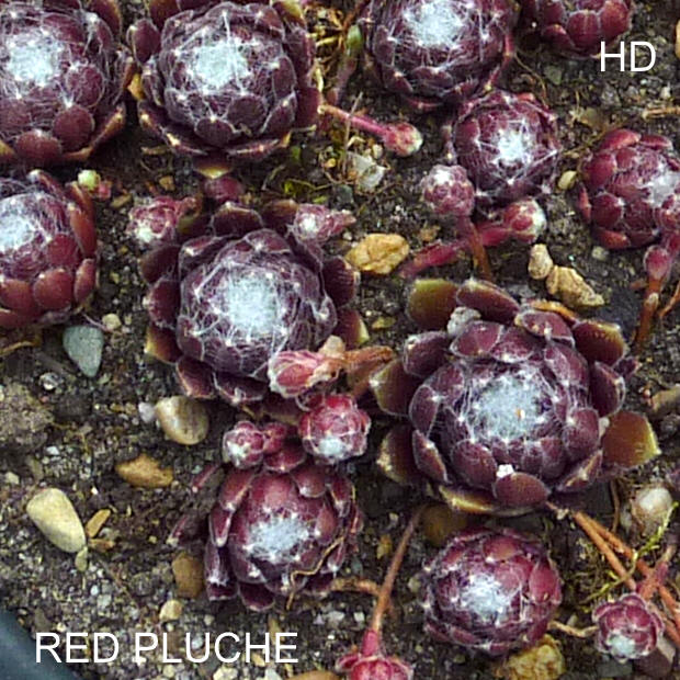 Red Pluche