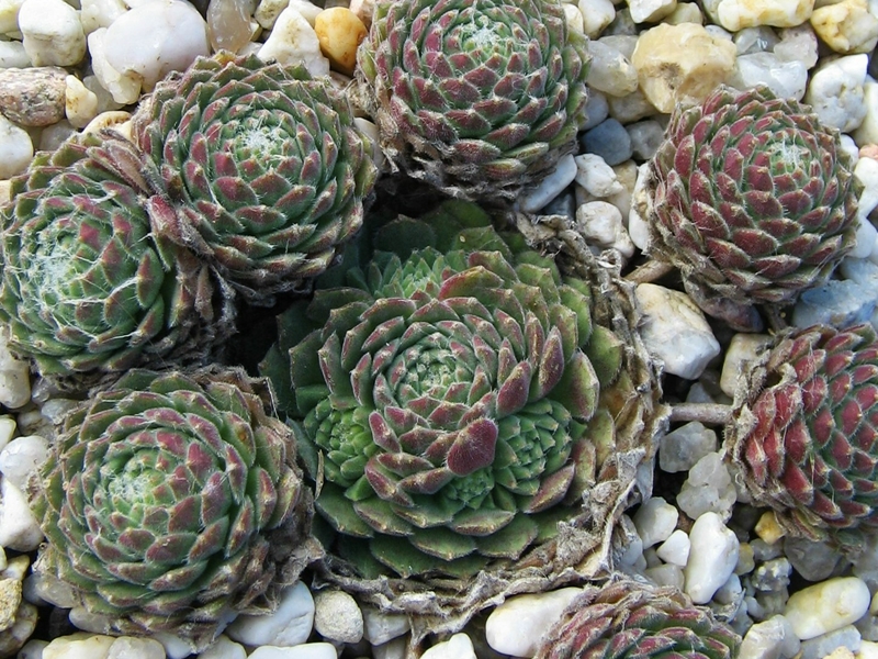 Red Pluche
