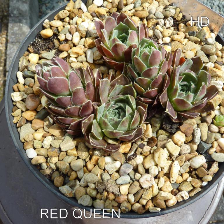 Red Queen / Jovi