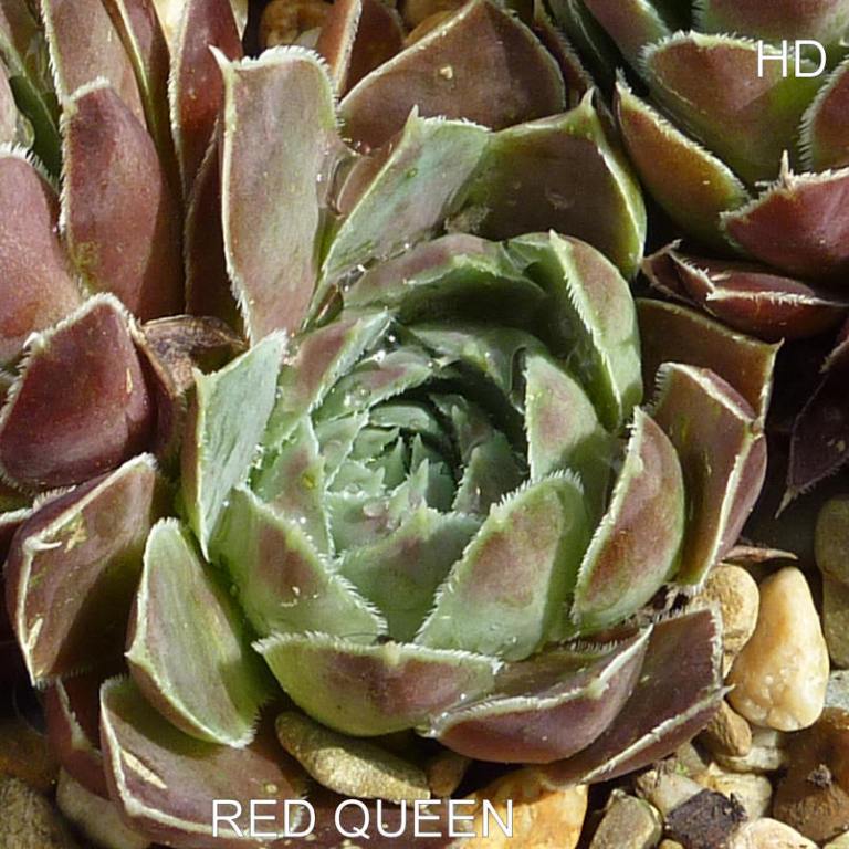 Red Queen / Jovi