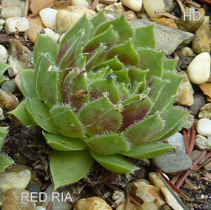 Red Ria
