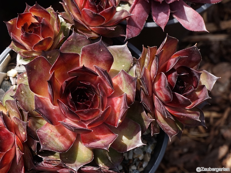 Red Rohesia