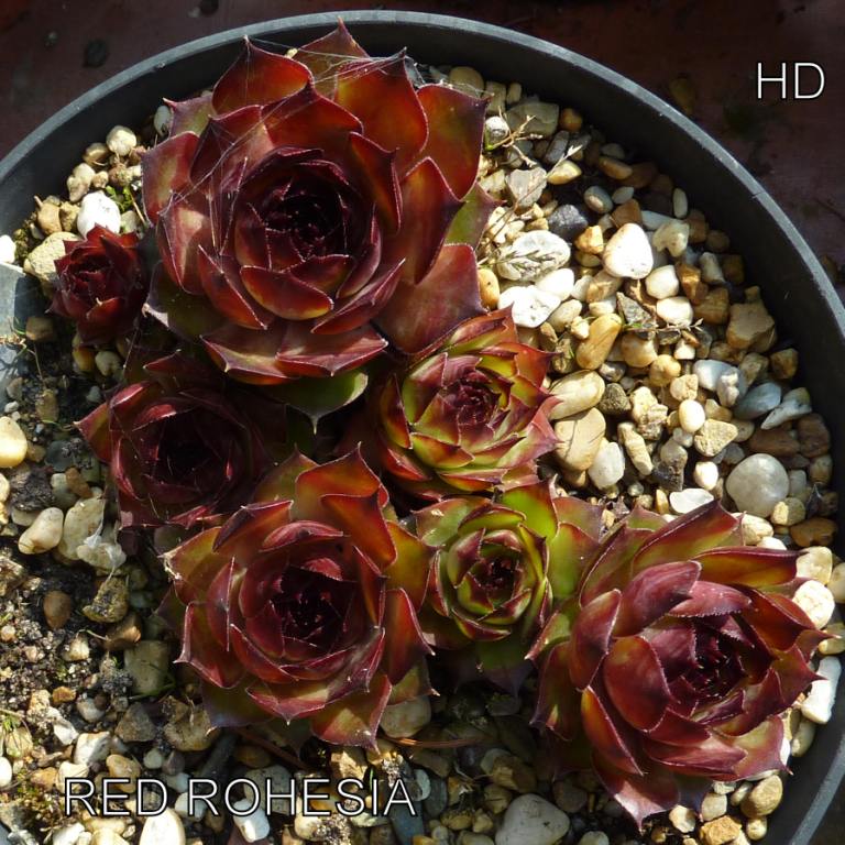 Red Rohesia