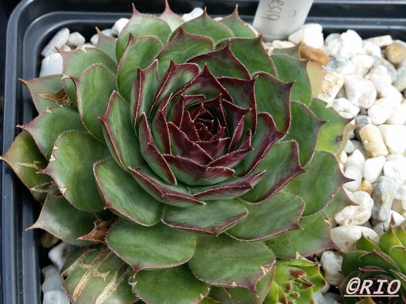 Red Rohesia