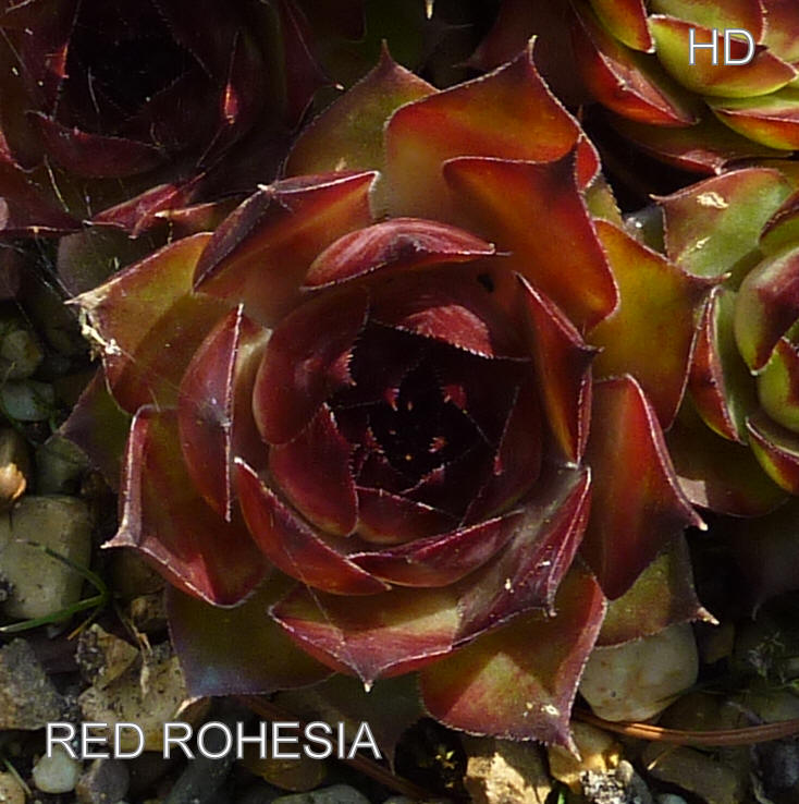 Red Rohesia