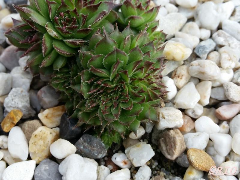 Red Rohesia