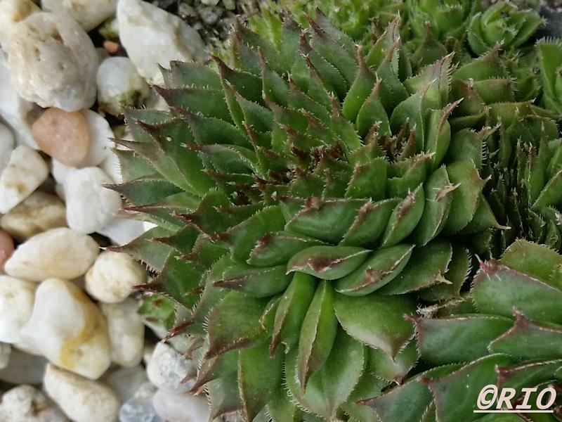 Red Rohesia
