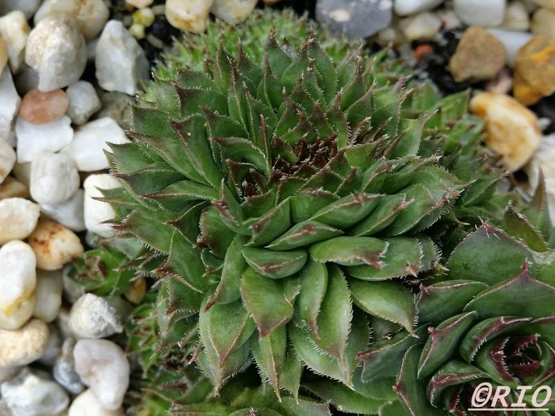 Red Rohesia