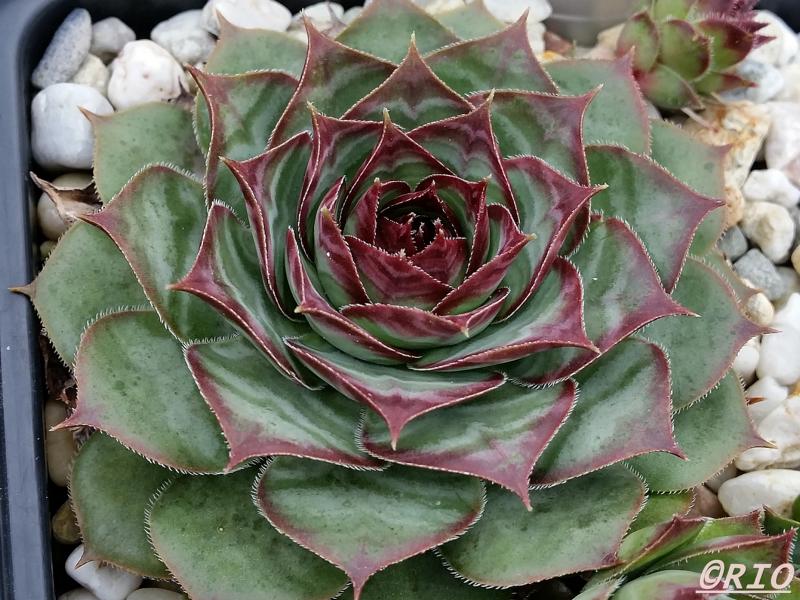 Red Rohesia