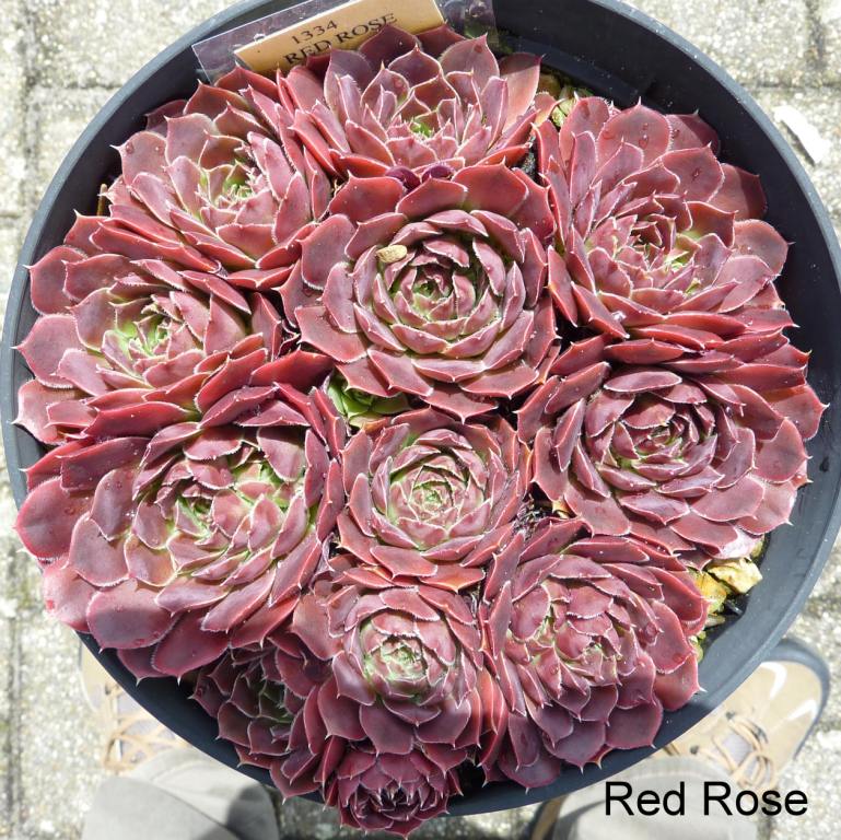 Red Rose / Jovi