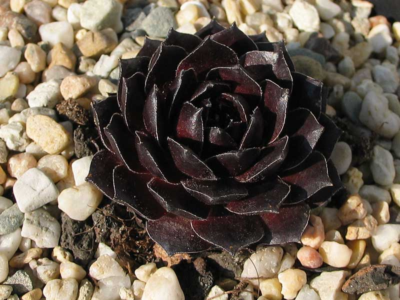 Red Ruby