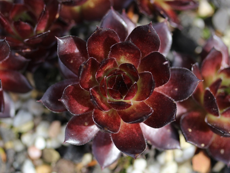 Red Ruby