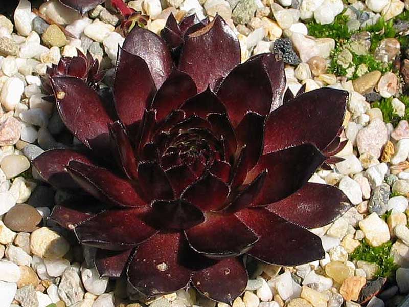 Red Ruby