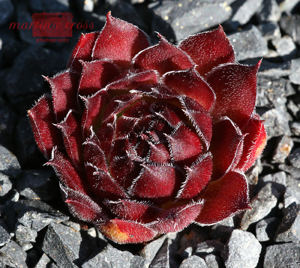 Red Ruby