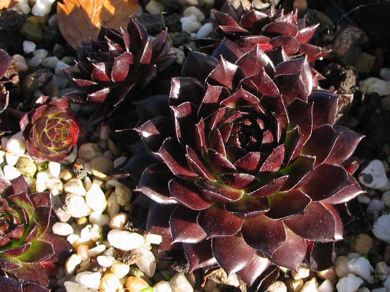 Red Ruby