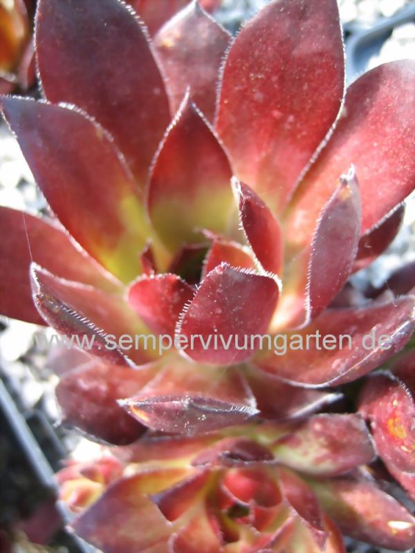 Red Ruby