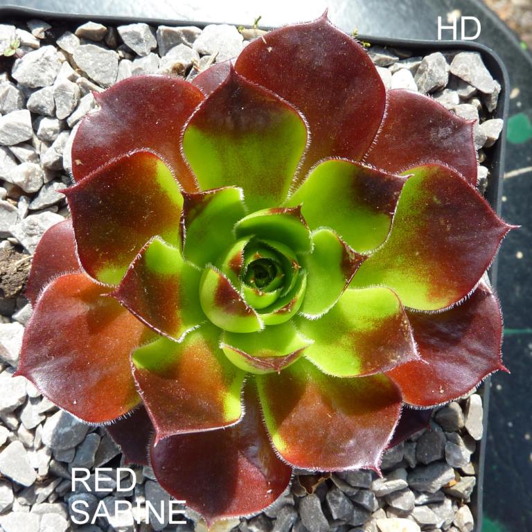 Red Sabine / Jovi