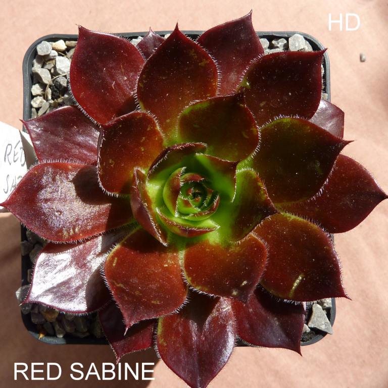Red Sabine / Jovi