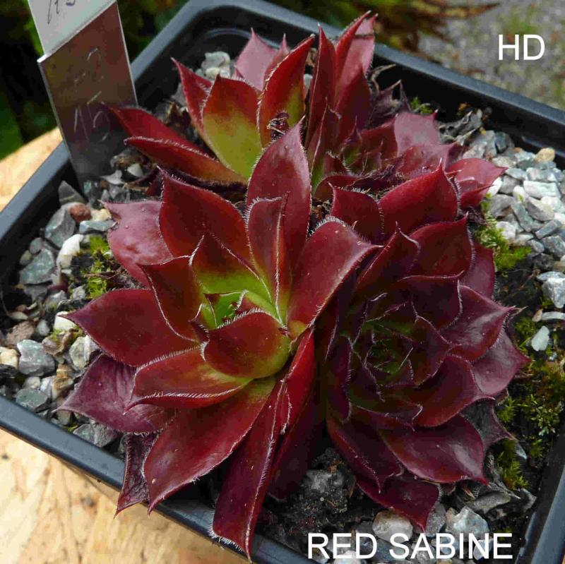Red Sabine / Jovi