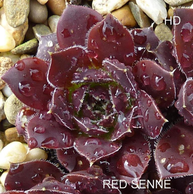 Red Senne / Jovi