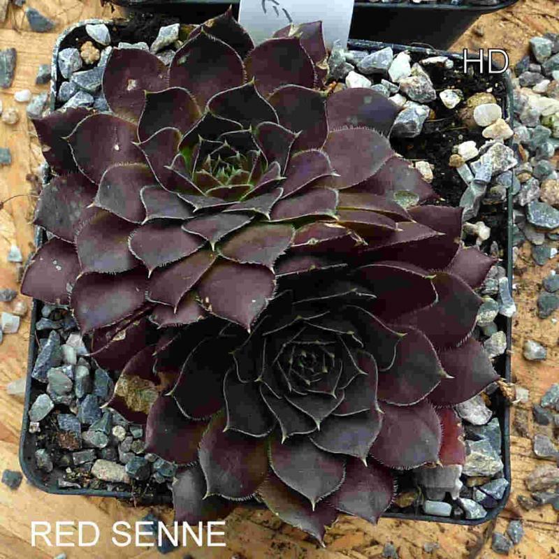Red Senne / Jovi