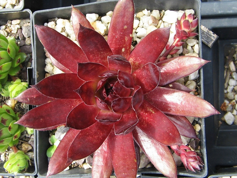 Red Shadows
