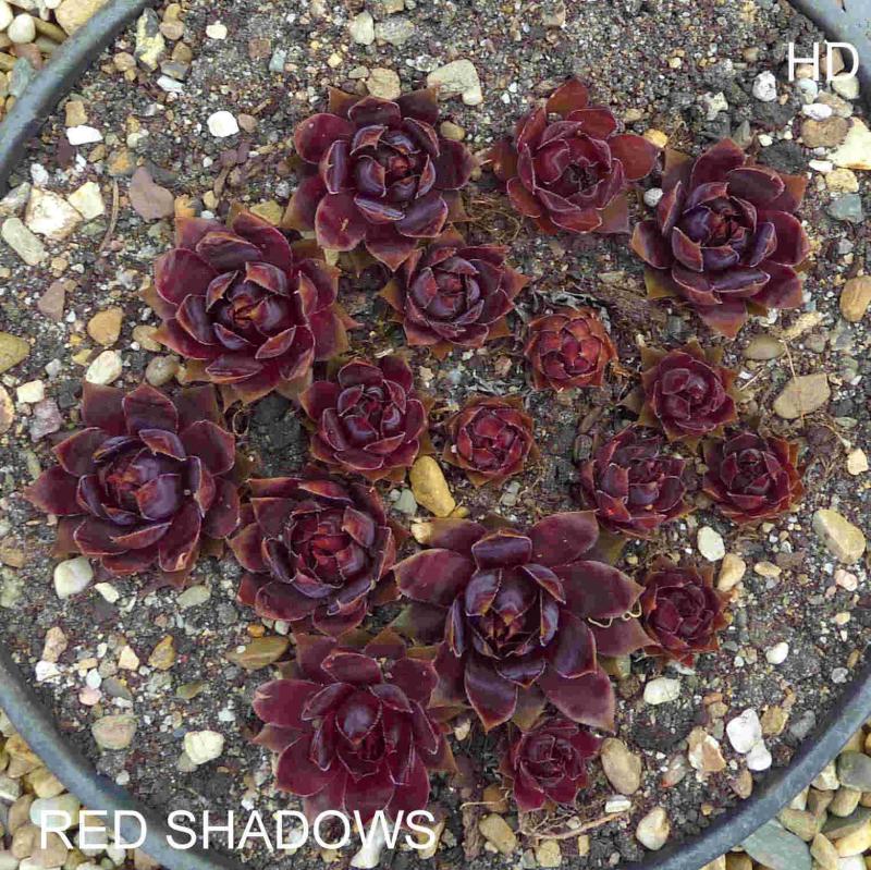 Red Shadows