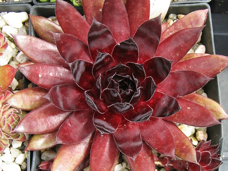 Red Shadows