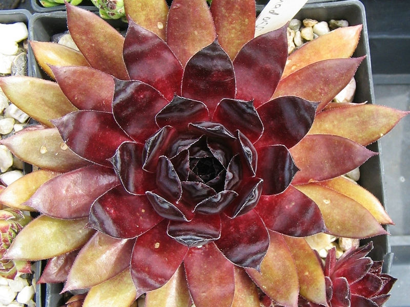 Red Shadows