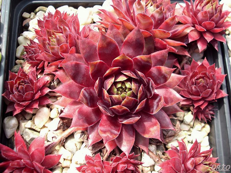 Red Shadows