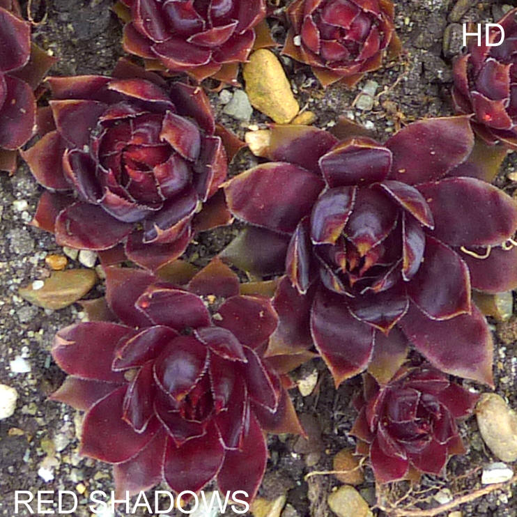 Red Shadows